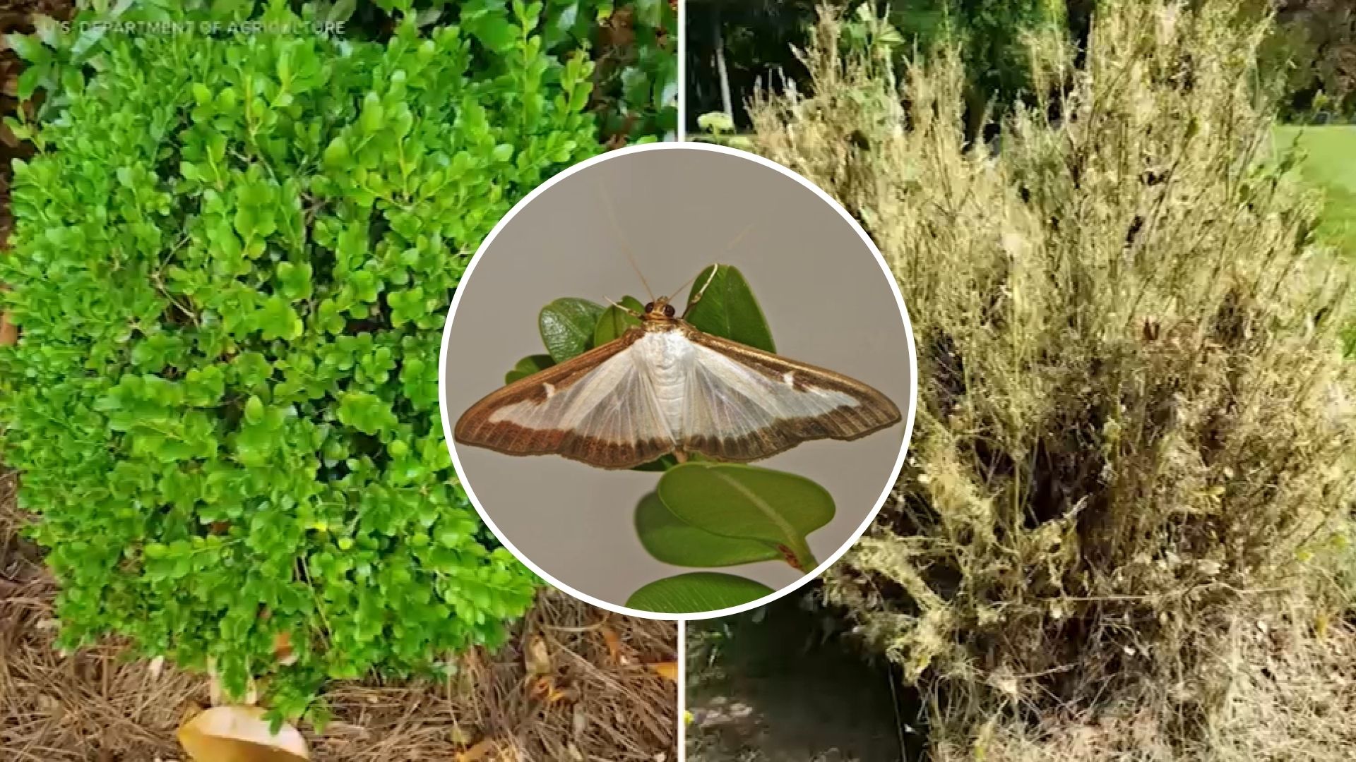 Invasive box tree moth found on Long Island for first time
       — WABC-TV Eyewitness News (ABC7 NY)