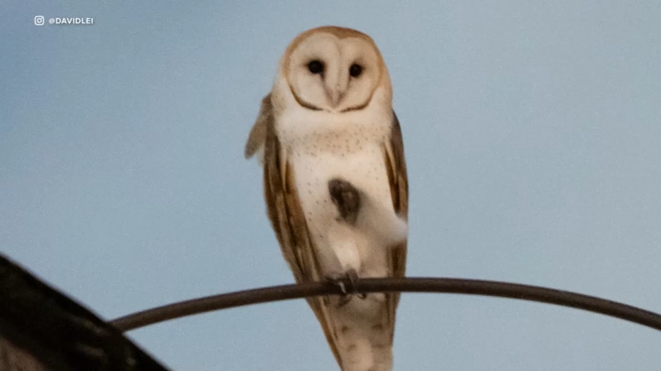 Disruption of rare barn owl nest sparks outrage on Upper West Side
       — Larchmont Schools news