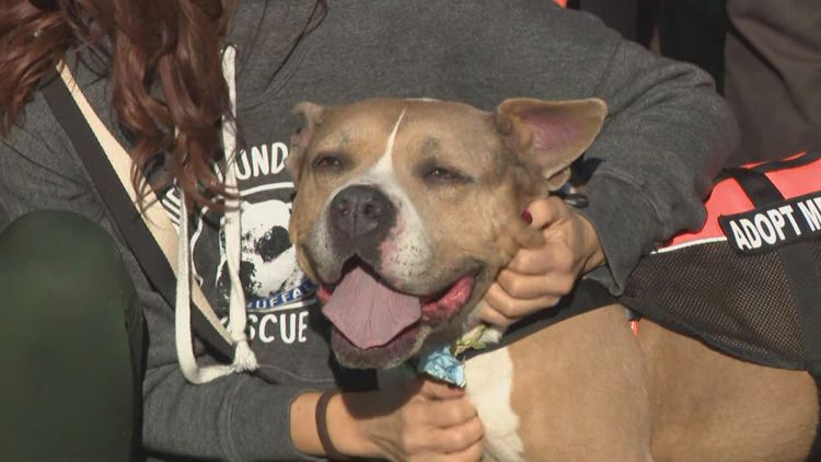 New location announced for City of Buffalo Animal Shelter — Larchmont Community news