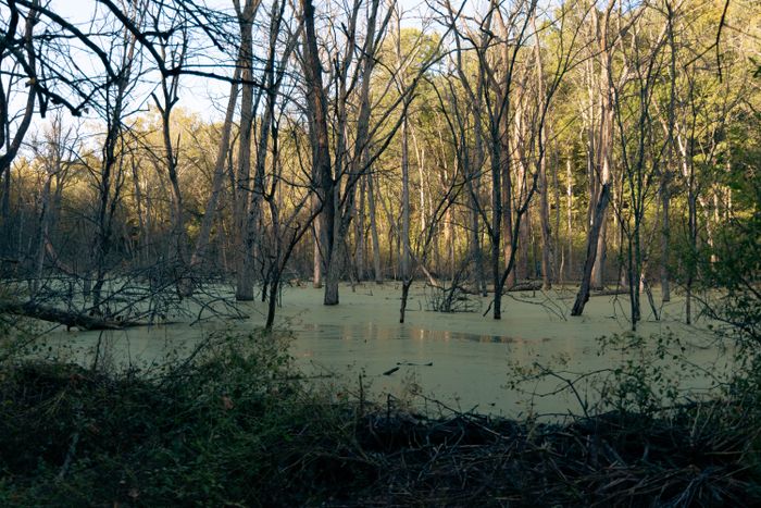 Groups secure grant to study future of Harlen Swamp — Mid Hudson News (Poughkeepsie)