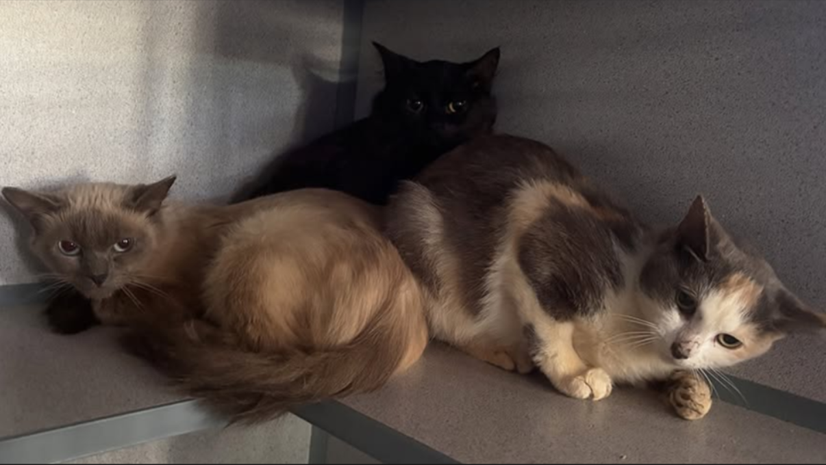 Catskill cat hoarding situation leaves cats seeking new homes — WNYT NewsChannel 13 (Albany)
