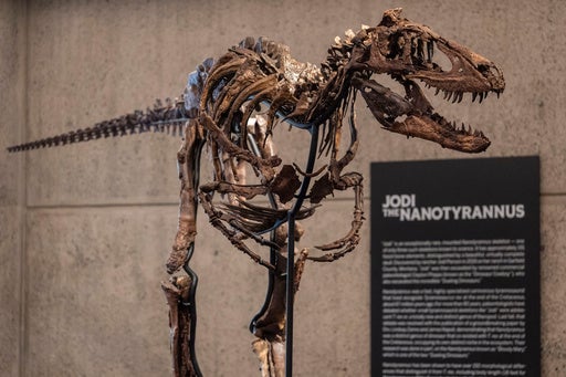 Dinosaur fossil Nanotyrannus Jodi on display
